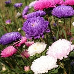 Karışık Renkli Pompon Aster Papatya Çiçeği Tohumu (100 tohum)