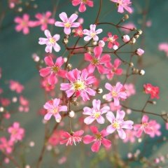 Gypsophila Elegance Mixed Karışık Bahar Yıldızı Çiçeği Tohumu (100 tohum)