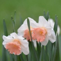 Pink Rosea Charm Kokulu Nergis Soğanı (5 adet)