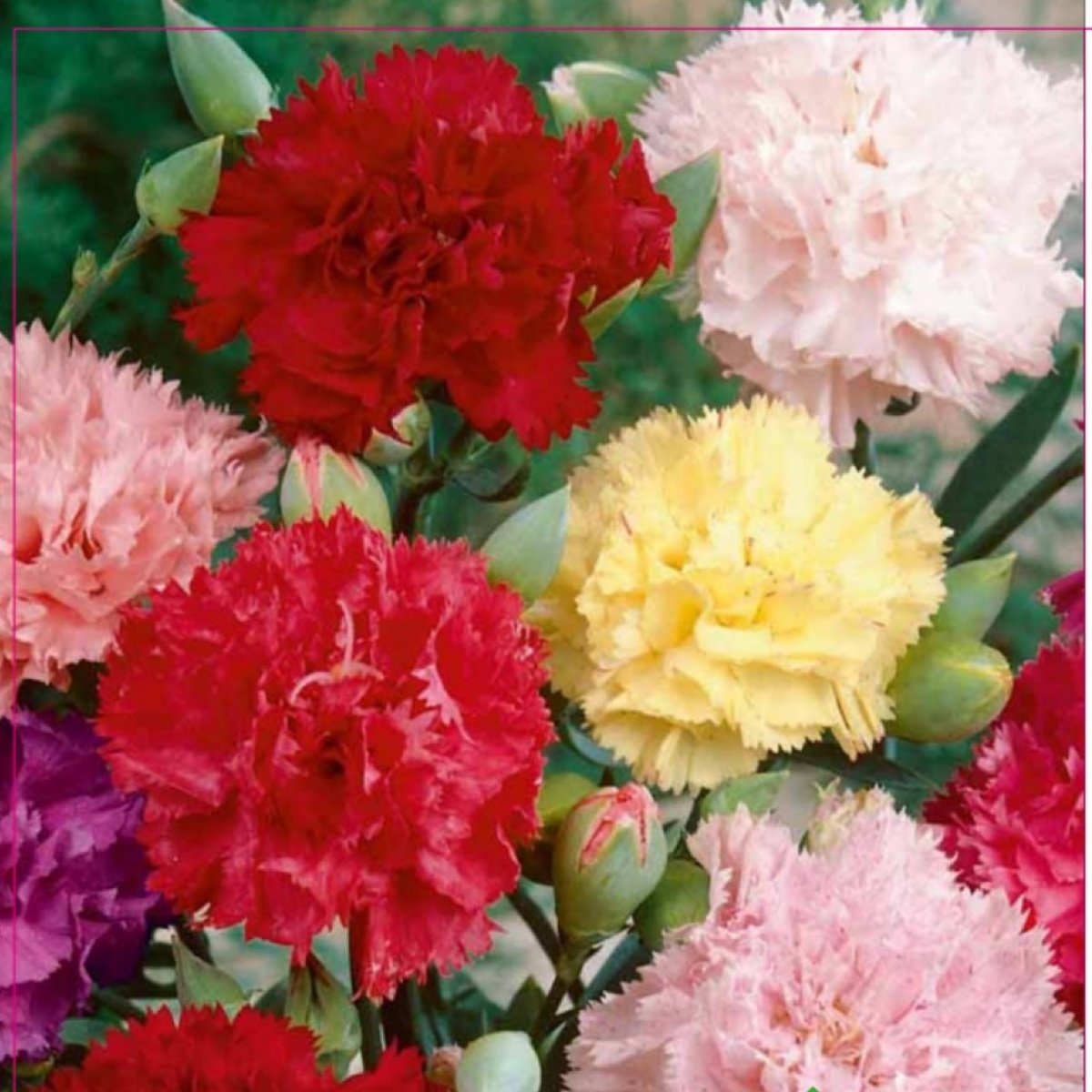 Chabaud Mixed Karışık Renkli Karanfil Çiçeği Tohumu (50 tohum)