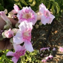 Nadir Çeşit Kokulu Pembe Acem Borusu Fidanı(4-5 yaş)