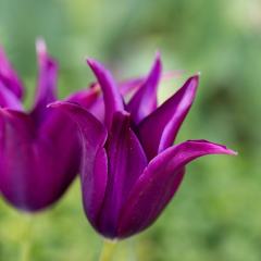 Purple Mor Dream Osmanlı Lale Soğanı (5 adet)