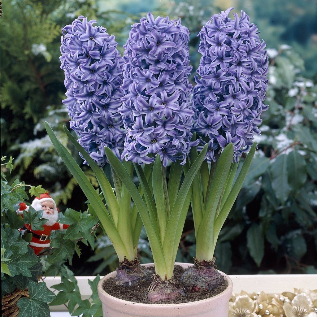 Hyacinthus Anna Lisa Yoğun Kokulu Sümbül Soğanı(3 adet)