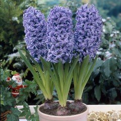 Hyacinthus Anna Lisa Yoğun Kokulu Sümbül Soğanı(3 adet)