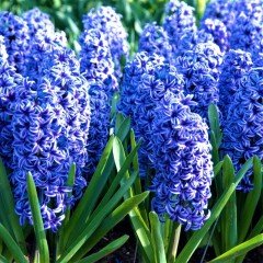 Hyacinthus Anna Lisa Yoğun Kokulu Sümbül Soğanı(3 adet)