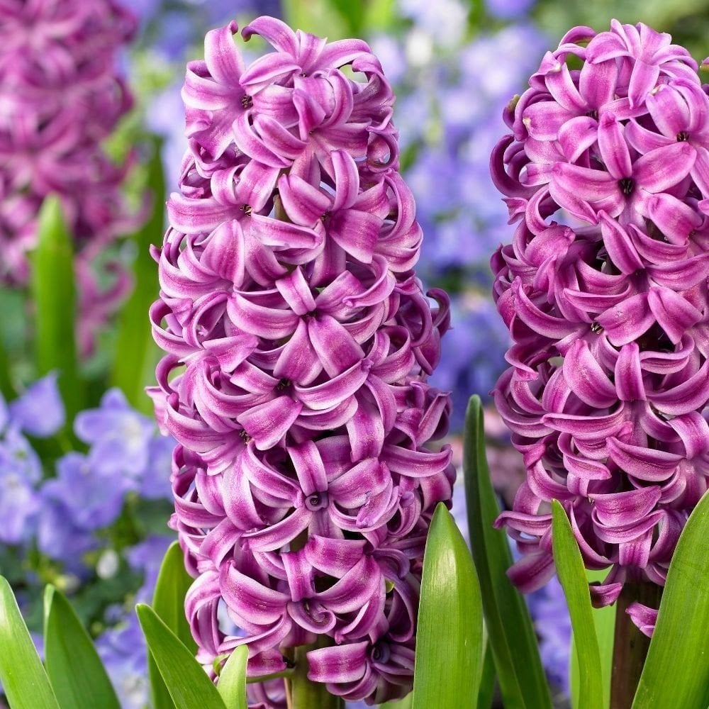 Hyacinthus Yoğun Kokulu Purple Star Sümbül Soğanı(3 adet)