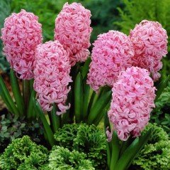 Hyacinthus Pink Surprise Sümbül Soğanı (3 adet)