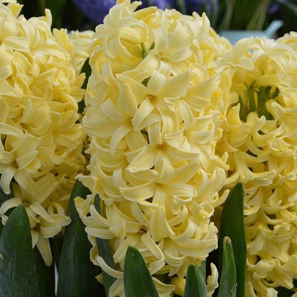 Hyacinthus Yoğun Kokulu Gypsy Princess  Sümbül Soğanı (3 adet)