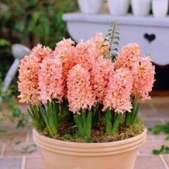 Hyacinthus Yoğun Kokulu Gpsy Queen Sümbül Soğanı(3 adet)