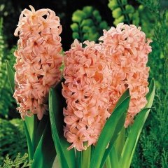 Hyacinthus Yoğun Kokulu Apricot Passion  Sümbül Soğanı (3 adet)