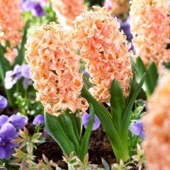 Hyacinthus Yoğun Kokulu Apricot Passion  Sümbül Soğanı (3 adet)