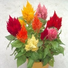 Karışık Renkli Horoz İbiği Çiçeği Tohumu (100 Tohum)