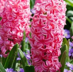 Hyacinthus Anne Marie Sümbül Soğanı (3 adet)