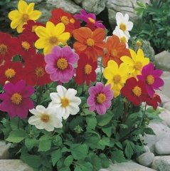 Karışık Renkli Bodur Mignon Dahlia Çiçeği Tohumu (20 tohum)