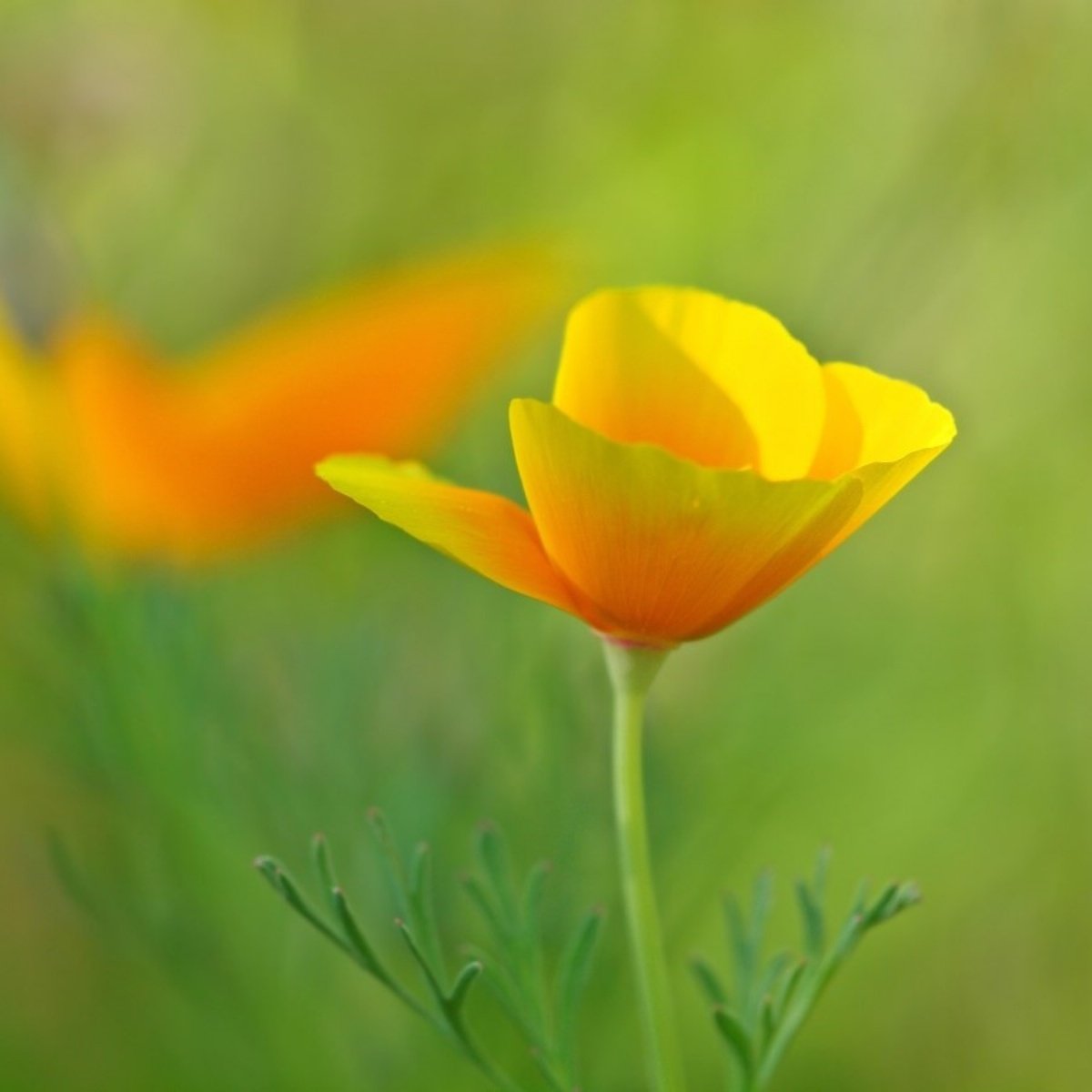 Sarı Bodur Kaliforniya Gelincik(Papaver) Çiçeği Tohumu(100 tohum)