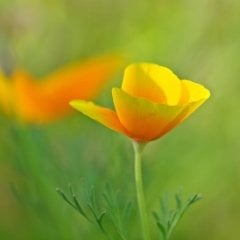 Sarı Bodur Kaliforniya Gelincik(Papaver) Çiçeği Tohumu(100 tohum)