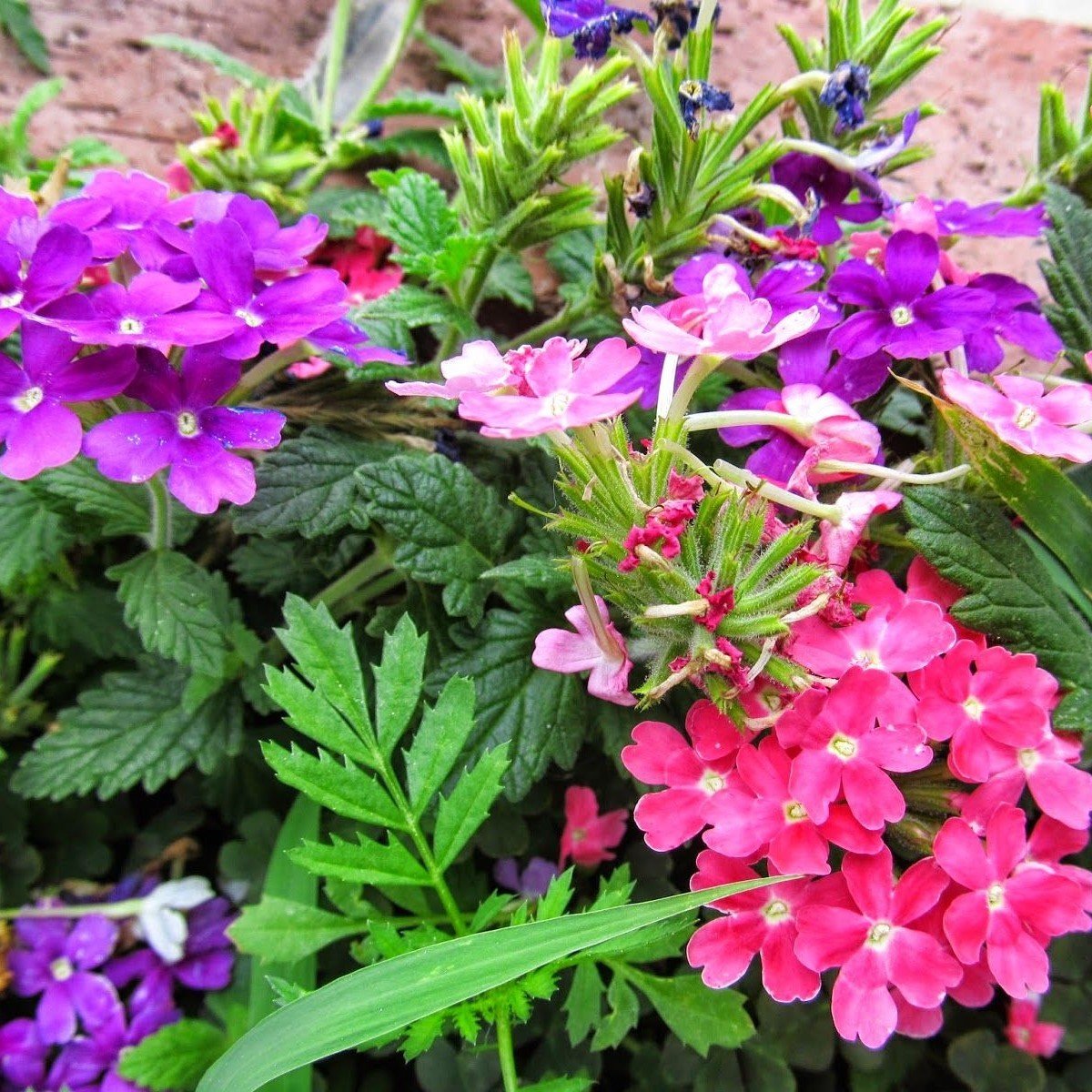 Karışık Renkli Yer Minesi (Verbena) Çiçeği Tohumu (20 tohum)