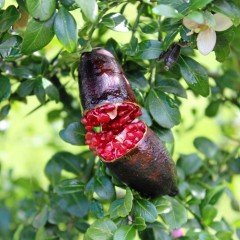 Tüplü Havyar Limon Sunrise Kırmızı Finger Lime Fidanı (Meyve Verme Durumunda)