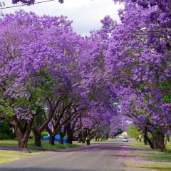 Jacaranda (Jakaranda) Ağacı Tohumu (5 Tohum)