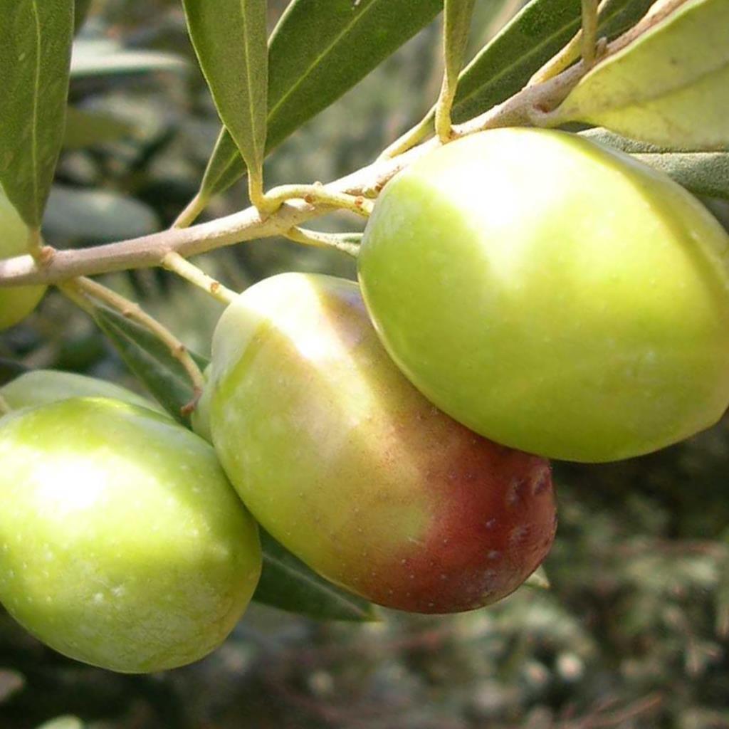Dolmalık İri Boy Yeşil Domat Zeytini (5 kg)