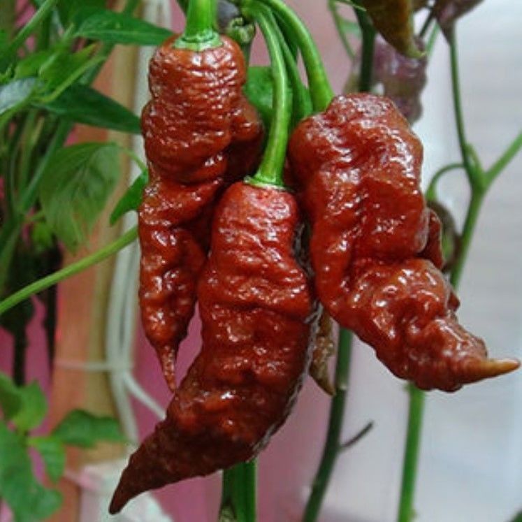 Ata Tohumları Geleneksel Leviathan Scorpion Biber Tohumu (10 adet)