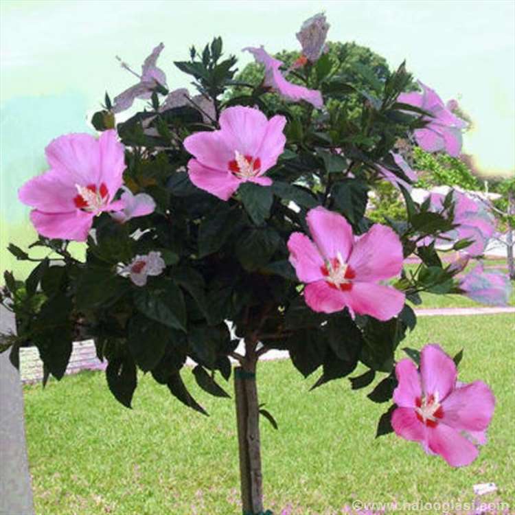 Tüplü Pembe Ağaç Hatmi Fidanı (200-300 cm)