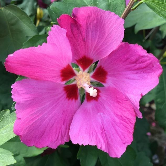 Tüplü Pembe Ağaç Hatmi Fidanı