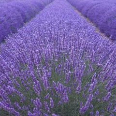 Doğal Angustifolia Lavanta Çiçeği Tohumu (40 Tohum)