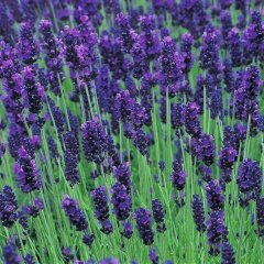Doğal Mavi Hidcote Blue Lavanta Tohumu (20 Tohum)