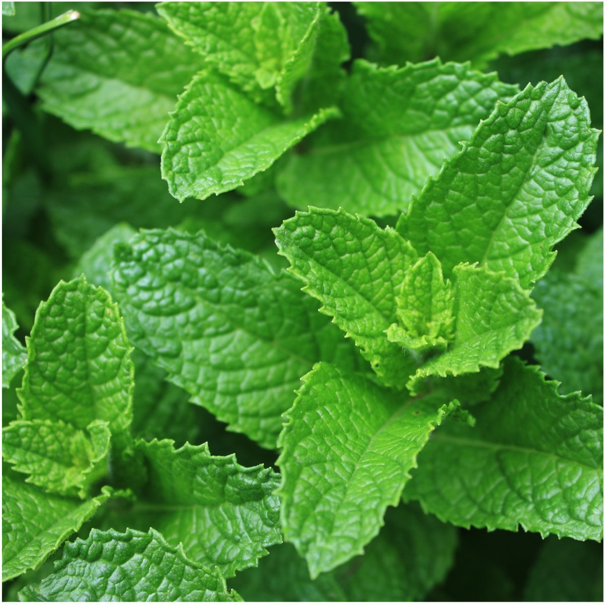 Doğal Spearmint Nane Tohumu (100 Tohum)