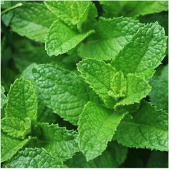 Doğal Spearmint Nane Tohumu (100 Tohum)