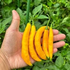 Geleneksel Zehir Gibi Acı Çok Acı Aji Guyana Chili Biber Tohumu (10 tohum)