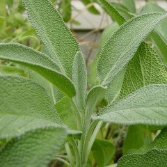 Doğal Eczane Adaçayı Tohumu (20 Tohum)