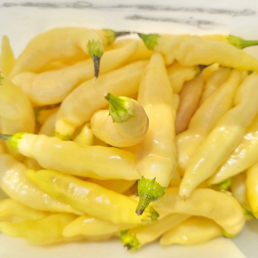 Geleneksel Zehir Gibi Blondie Çok Acı Biber Tohumu (10 tohum)