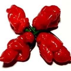 Geleneksel Zehir Gibi Carbonero Red Çok Acı Biber Tohumu (10 tohum)