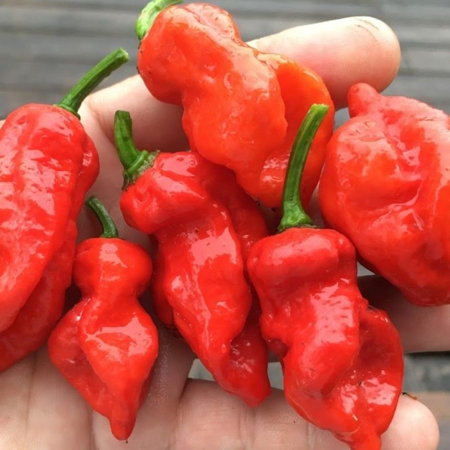 Geleneksel Zehir Gibi Acı Primo x İd Biber Tohumu (10 tohum)