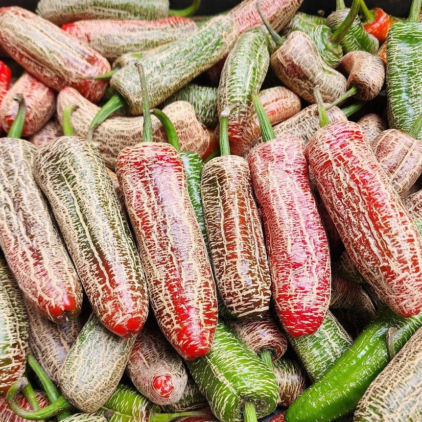 Geleneksel Jalapeno Farmers Biber Tohumu (10 tohum)