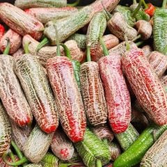 Geleneksel Jalapeno Farmers Biber Tohumu (10 tohum)
