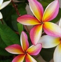 Hoş Kokulu Xanadu Amerikan Fulu Plumeria Fidanı(150-200cm)