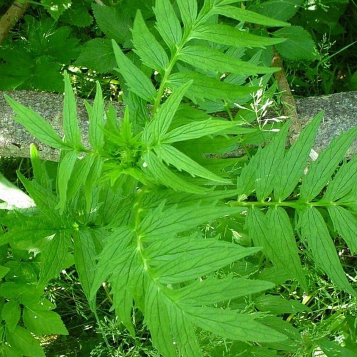 Doğal Kedi Otu Tohumu (25 Tohum)