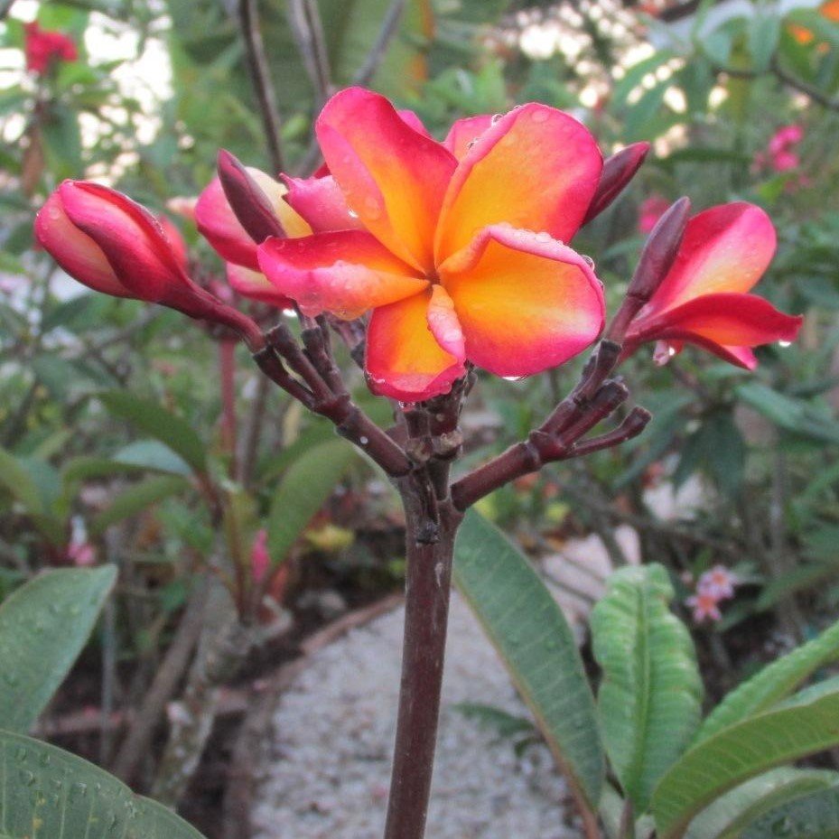 Hoş Kokulu Exotica Amerikan Fulu Plumeria Fidanı (150-200cm)
