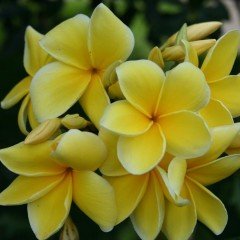 Hoş Kokulu İnca Gold Amerikan Fulu Plumeria Fidanı (100-200cm)