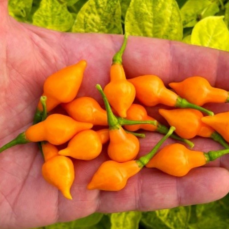 Geleneksel Doğal Cabacinha Laranja Acı Biber Tohumu (10 adet)