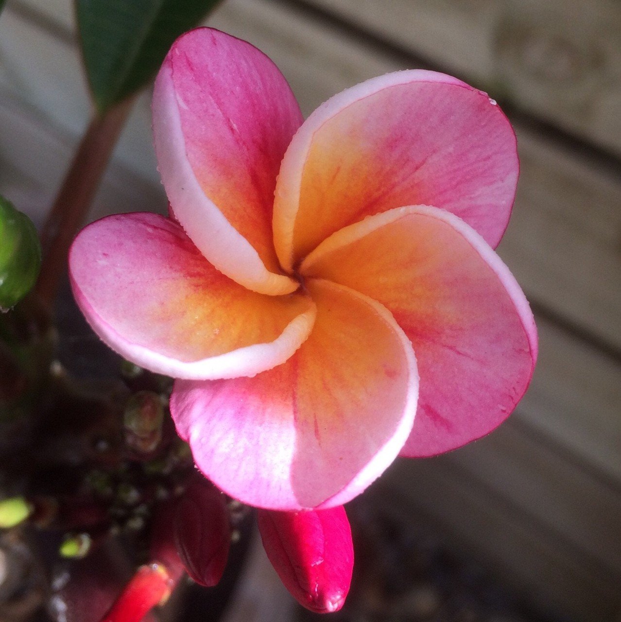 Tüplü Nadir Özel Renk Divine Yoğun Kokulu Plumeria Amerikan Fulu Fidanı (100-200 cm)