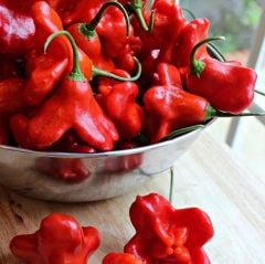 Geleneksel Doğal Bishops Crown Çan Biber Gül biber Tohumu (10 tohum)