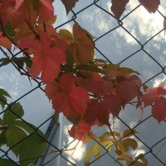 Tüplü Özel Amerikan Sarmaşığı Fidanı (90-120cm)