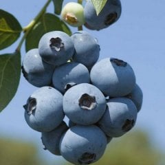 Tüplü Çok Verimli Brigitta Yaban Mersini Likapa Fidanı