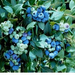 Tüplü Bol Verimli Oneal Yaban Mersini Likapa Fidanı