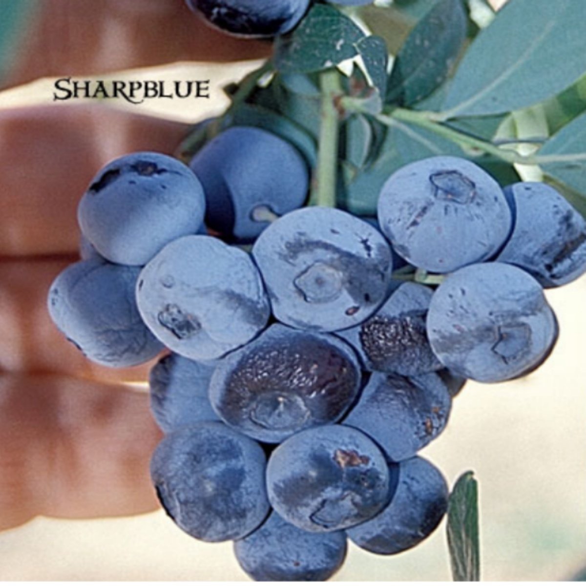 Tüplü Bol Aromalı Sharp Blue Yaban Mersini Likapa Fidanı