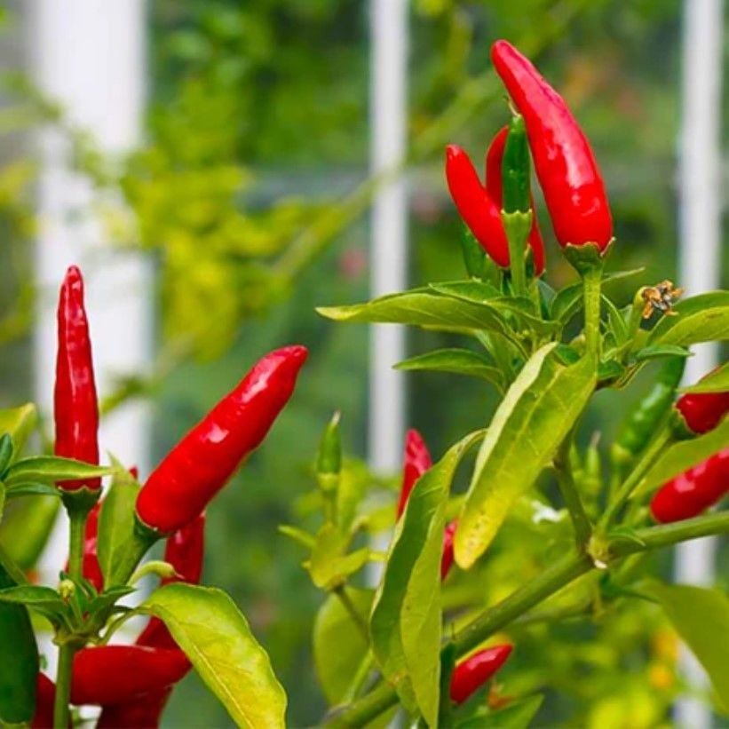 Geleneksel Birds Eye Acı Mini Chili Pepper Biber Tohumu (70 adet)